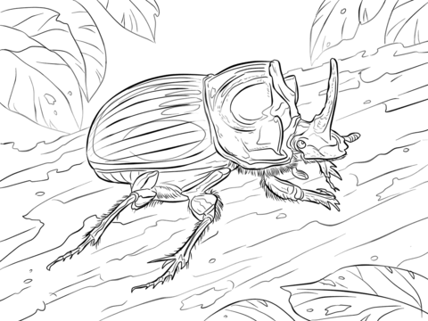 Scarabaeus Lunus Beetle Coloring Page